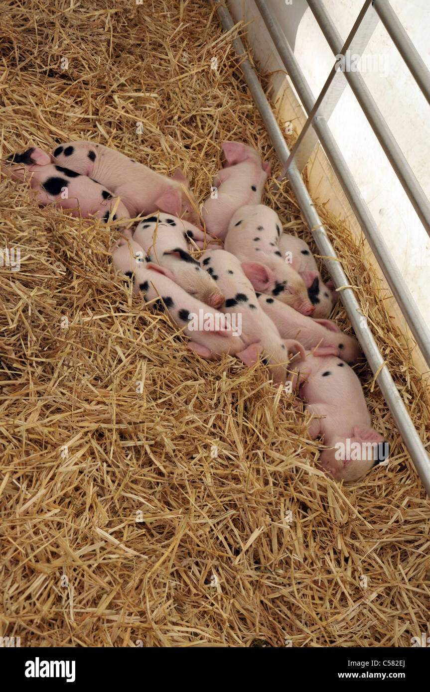 gloucester old spot piglets taken at the cotswold show,cirencester,gloucestershire,uk 2011 Stock Photo