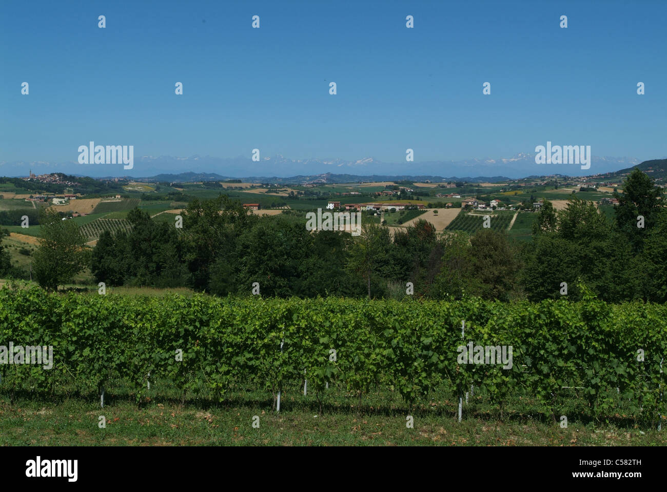 Monferrato, Piedmont, Italy, Alps, wine-growing, shoots, agriculture Stock Photo