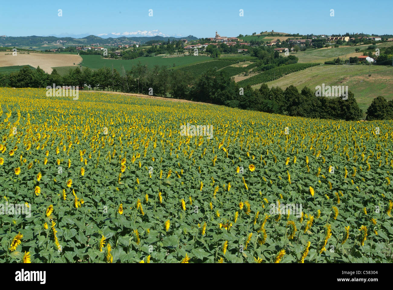 Penango, Monferrato, Piedmont, Italy, sunflowers, field, Alps Stock Photo