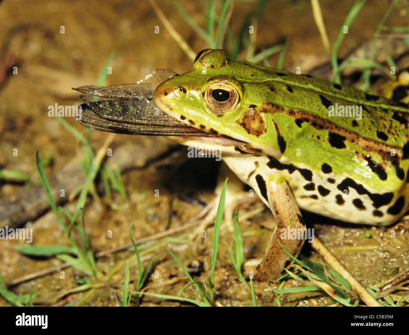 Frog eat dragonfly hires stock photography and images Alamy