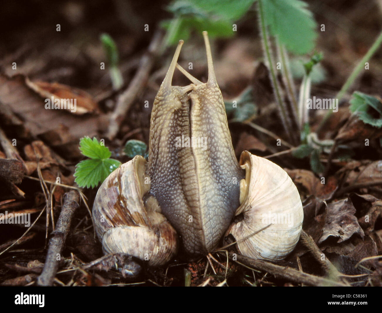Snail reproduction hires stock photography and images Alamy
