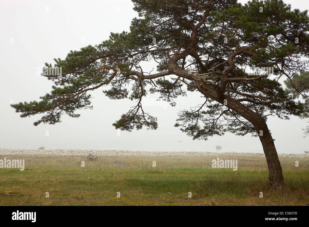 Fog field scenery hi-res stock photography and images - Alamy