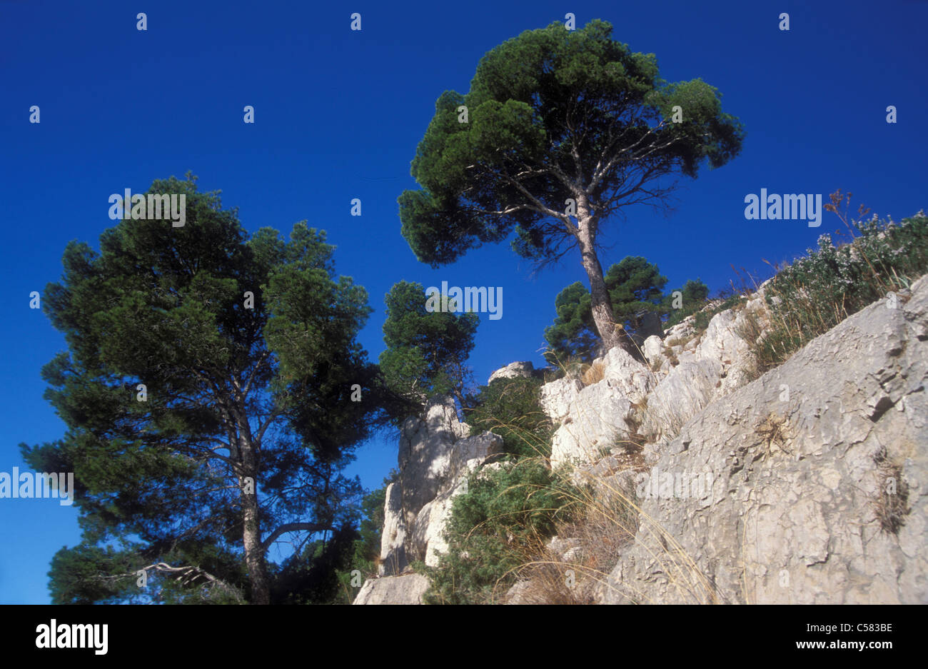 Provence Rocks France, Provence, pines, trees, limestone rocks, Les Calanques, South ...