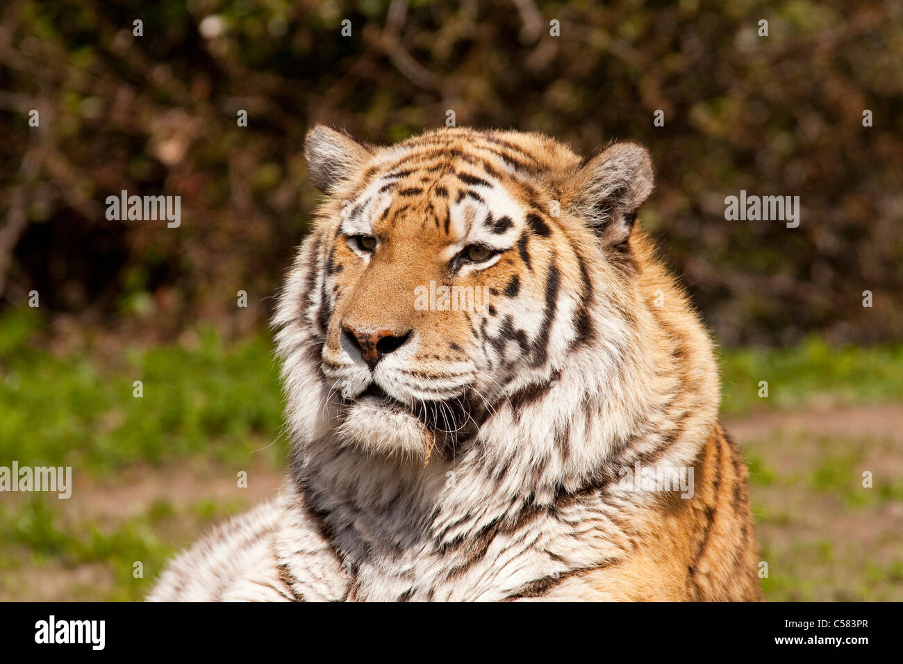 altaica, Amur tiger, outside, Carnivora, outdoors, outside, individually, fauna, great cat, Catlikely, Panthera, Pantherinae, bi Stock Photo