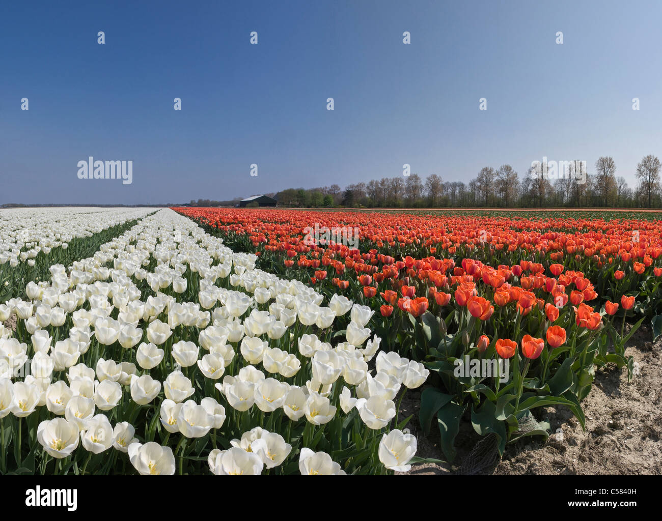 Field of white tulips hi-res stock photography and images - Alamy
