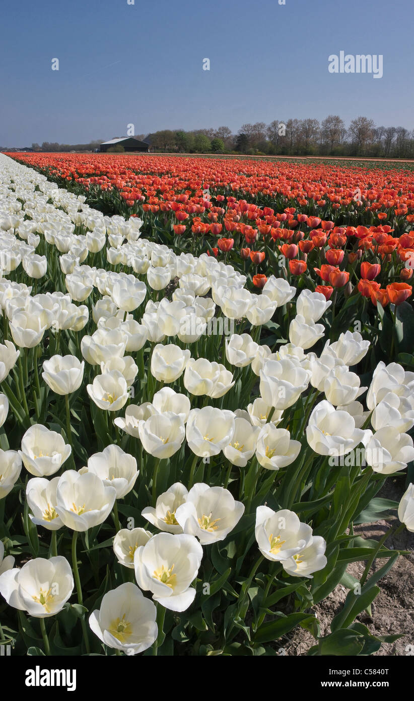 Field of white tulips hi-res stock photography and images - Alamy