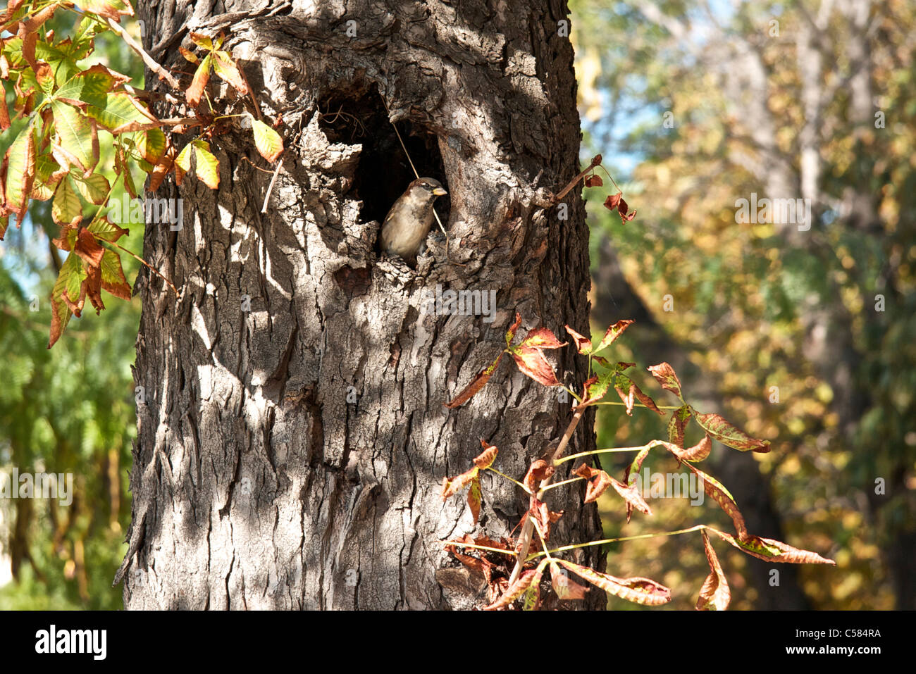 A young bird looks out of its tree hollow in which it was hatched Stock Photo