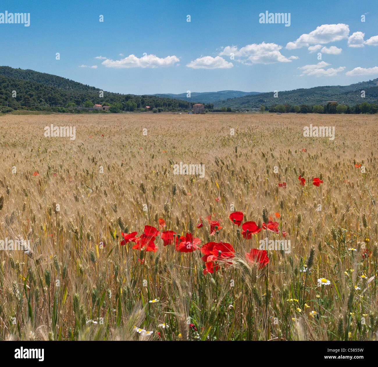 Italy, Europe, Poppy, Gargano, Puglia, landscape, forest, wood, trees, spring, mountains, hills, Stock Photo