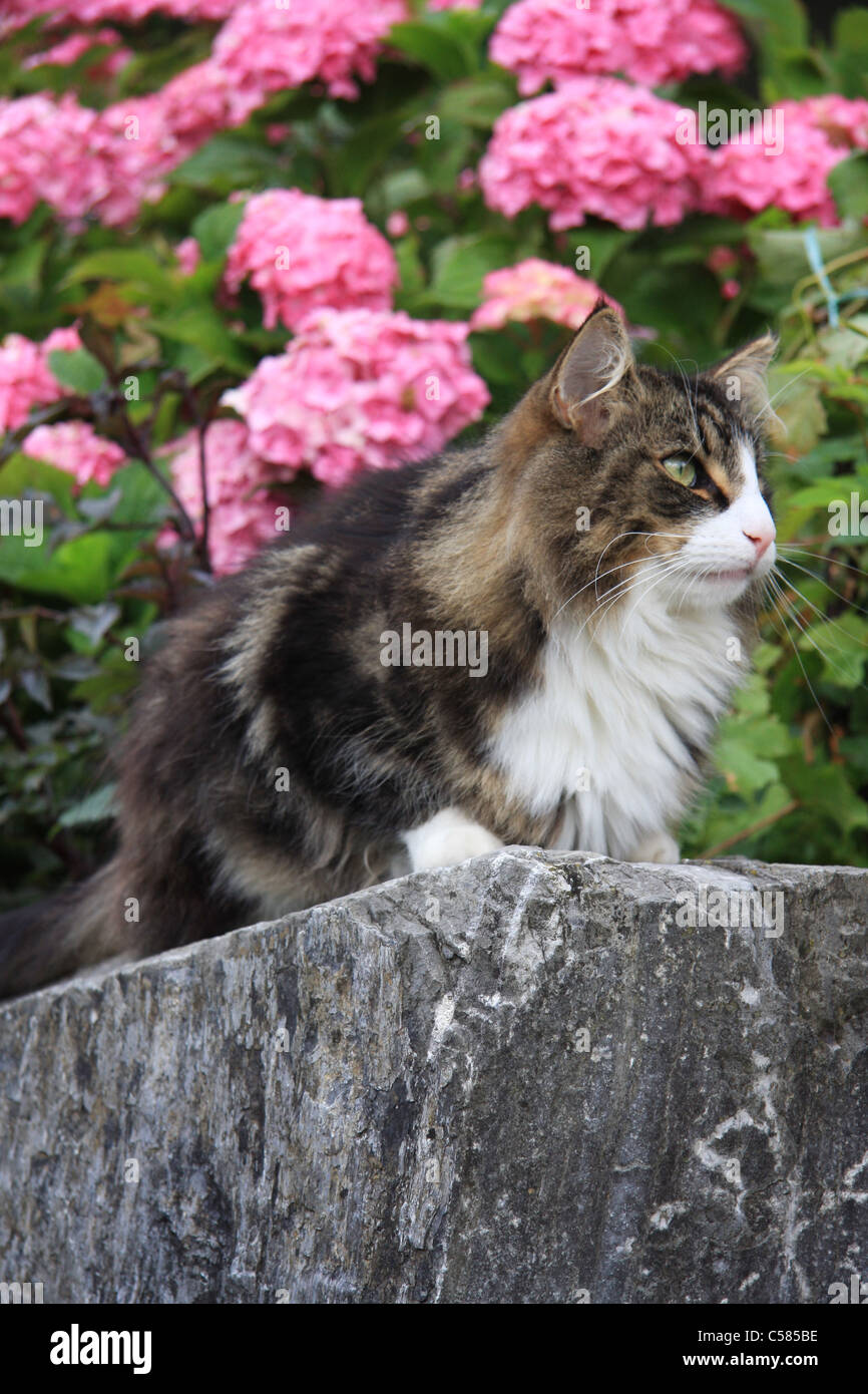 Switzerland, cat, wall, Norwegian forest cat, domestic animal, pet