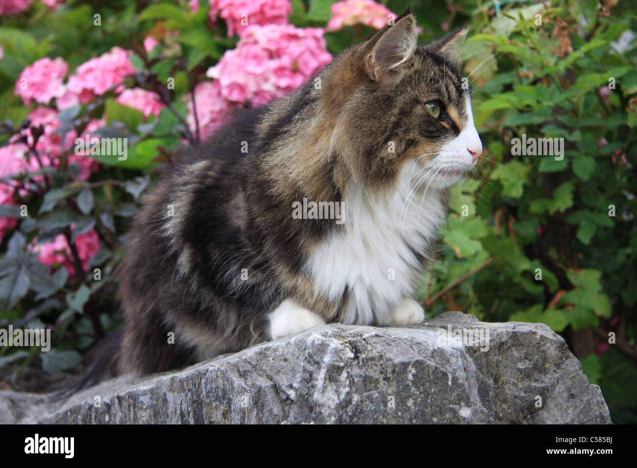 Switzerland, cat, wall, Norwegian forest cat, domestic animal, pet