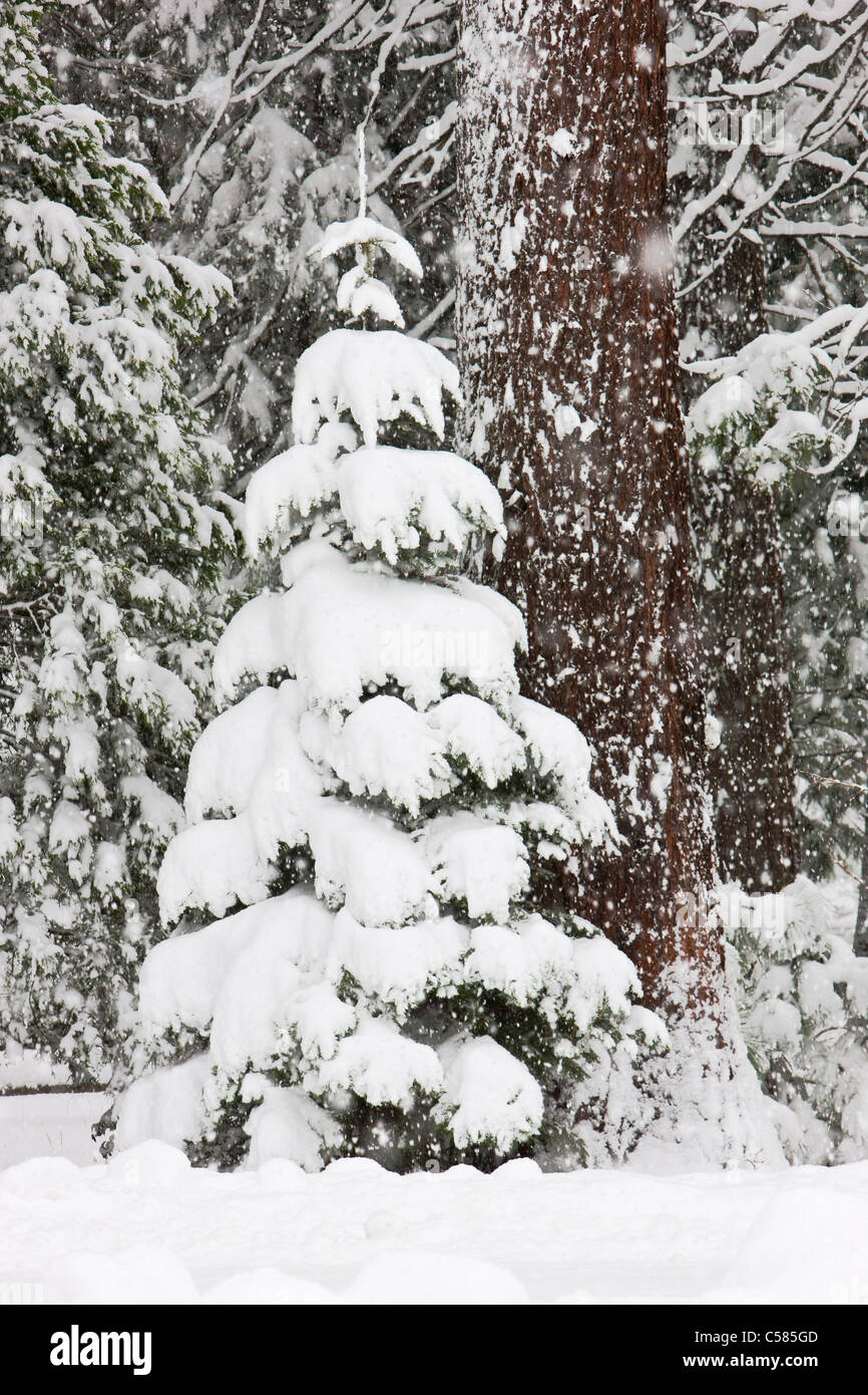 A young Pacific Ponderosa Pine (Pinus benthamiana) tree buried in snow during a snowstorm - Yosemite National Park, California Stock Photo