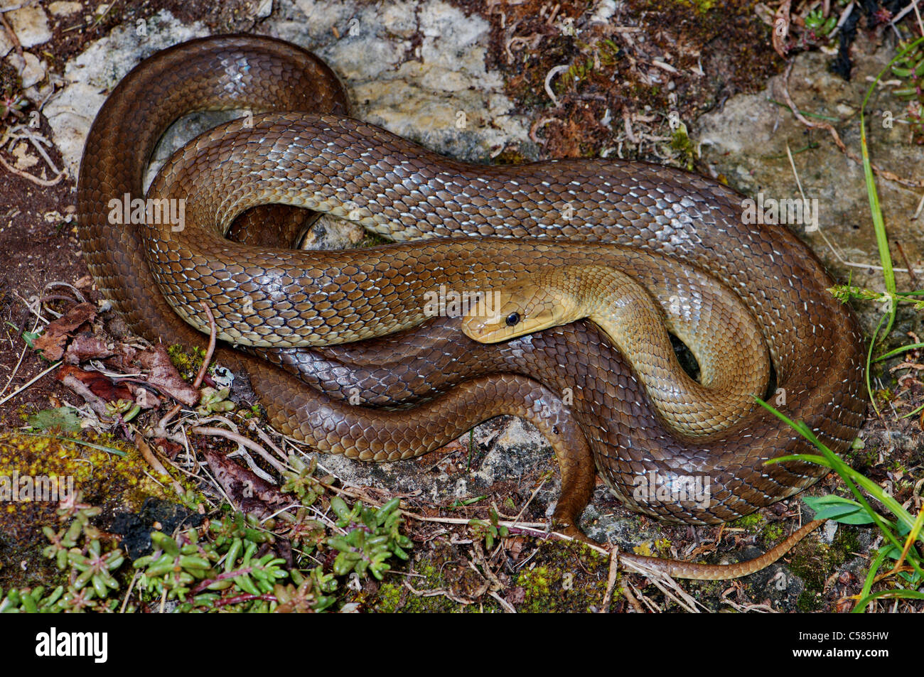 Aesculapian snake, colubrid, colubrids, Zamenis longissimus, snake, snakes, reptile, reptiles, general view, protected, endanger Stock Photo