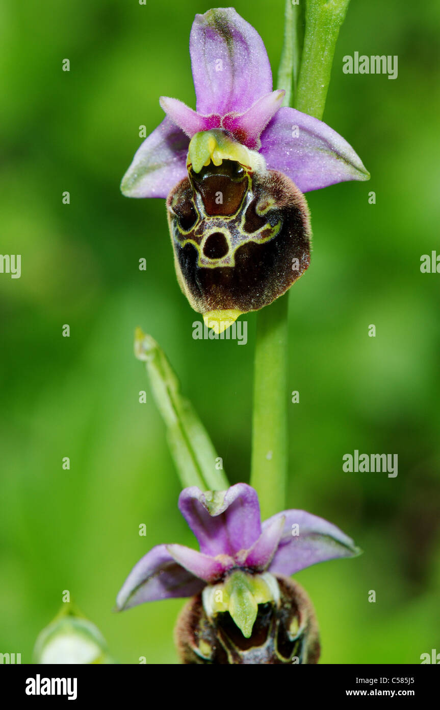 Late Spider-orchid, Ophrys holoserica, orchis, orchid, Orchidaceae, plant, plants, indigenous, protected, endangered, Jura, purp Stock Photo