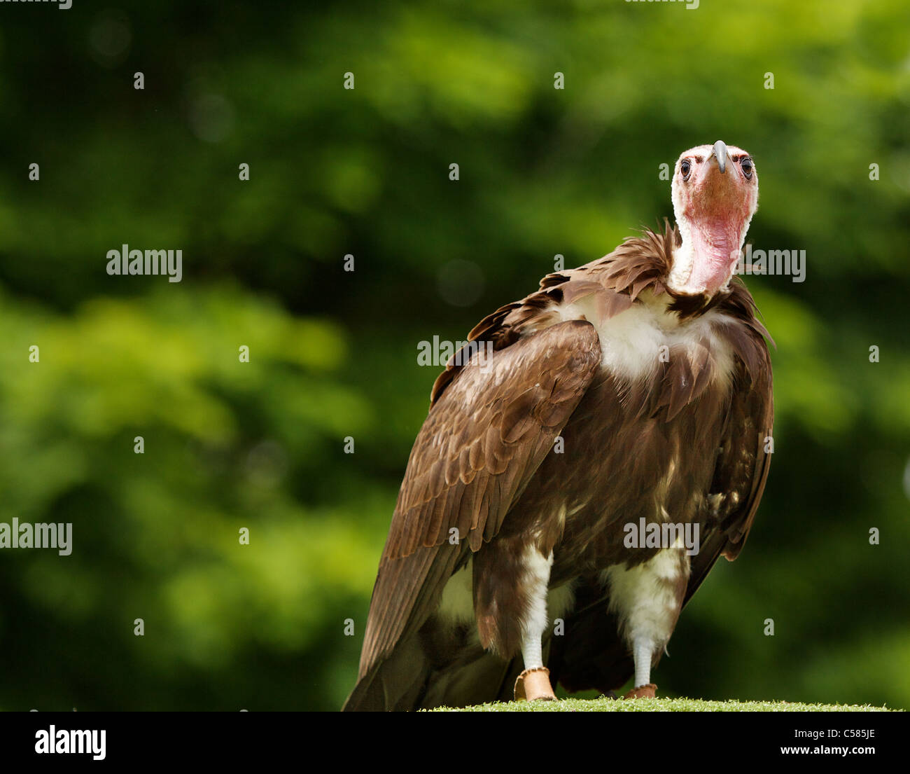 Pink headed brown feathered turkey vulture at the Oregon Zoo Stock