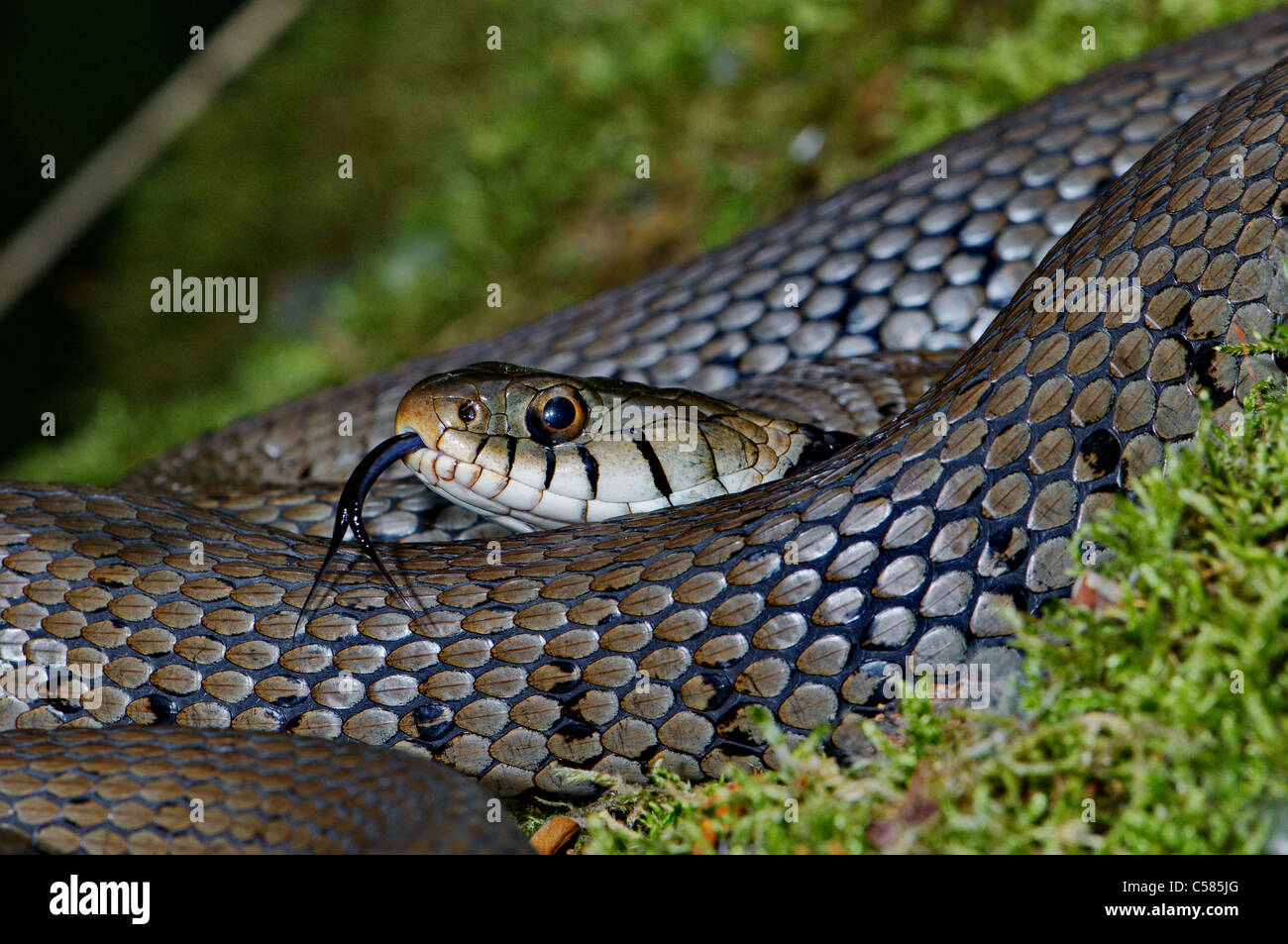 Grass snake, colubrid, colubrids, Natrix natrix helvetica, snake, snakes, reptile, reptiles, portrait, protected, endangered, in Stock Photo