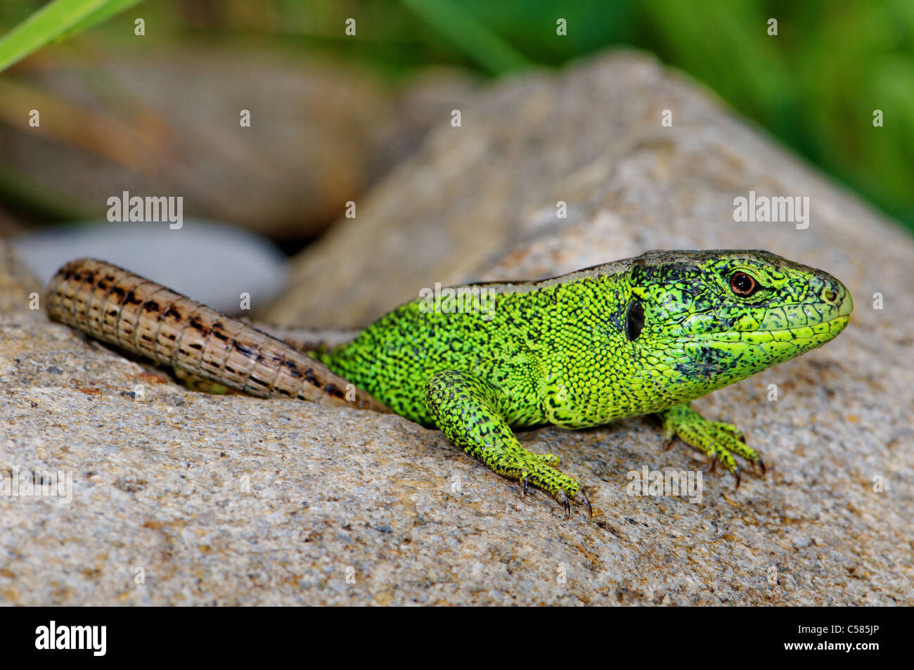 lizard, lizards, Sand Lizard, Lacerta agilis, reptile, reptiles
