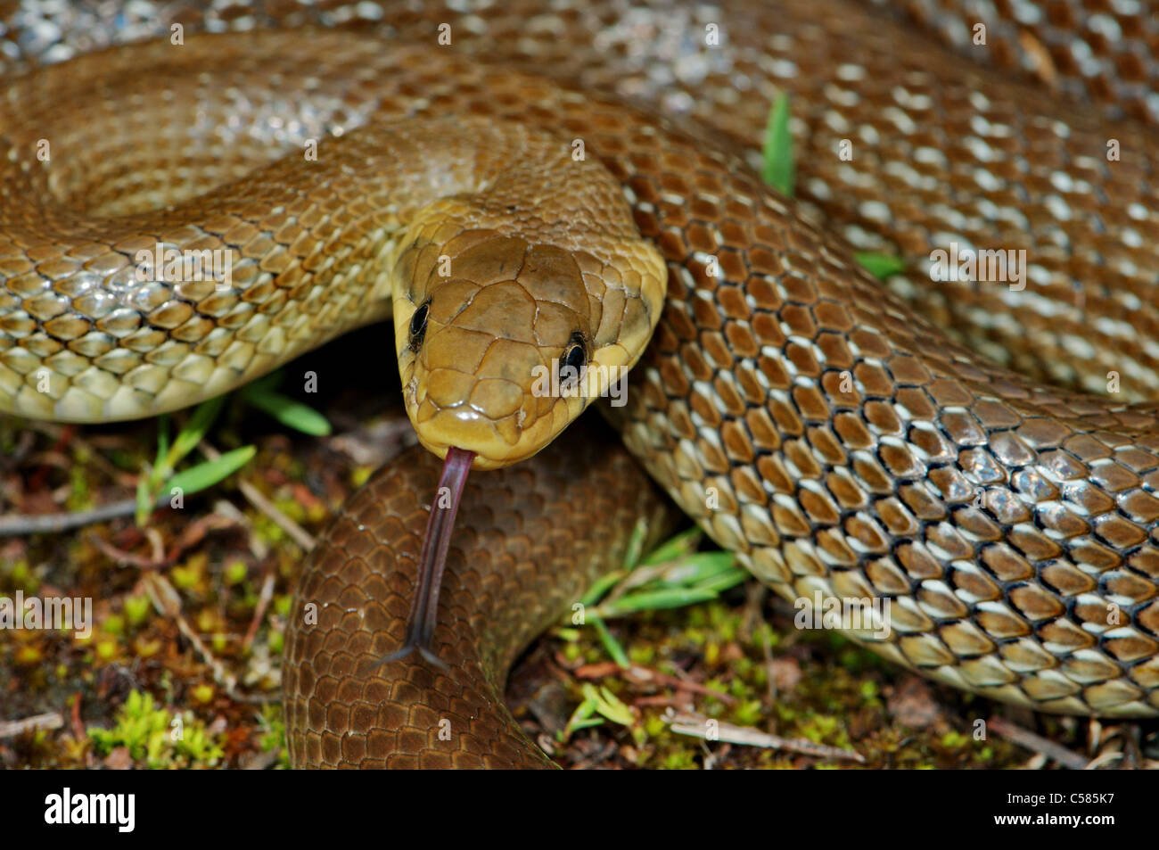 Aesculapian snake, colubrid, colubrids, Zamenis longissimus, snake, snakes, reptile, reptiles, portrait, protected, endangered, Stock Photo