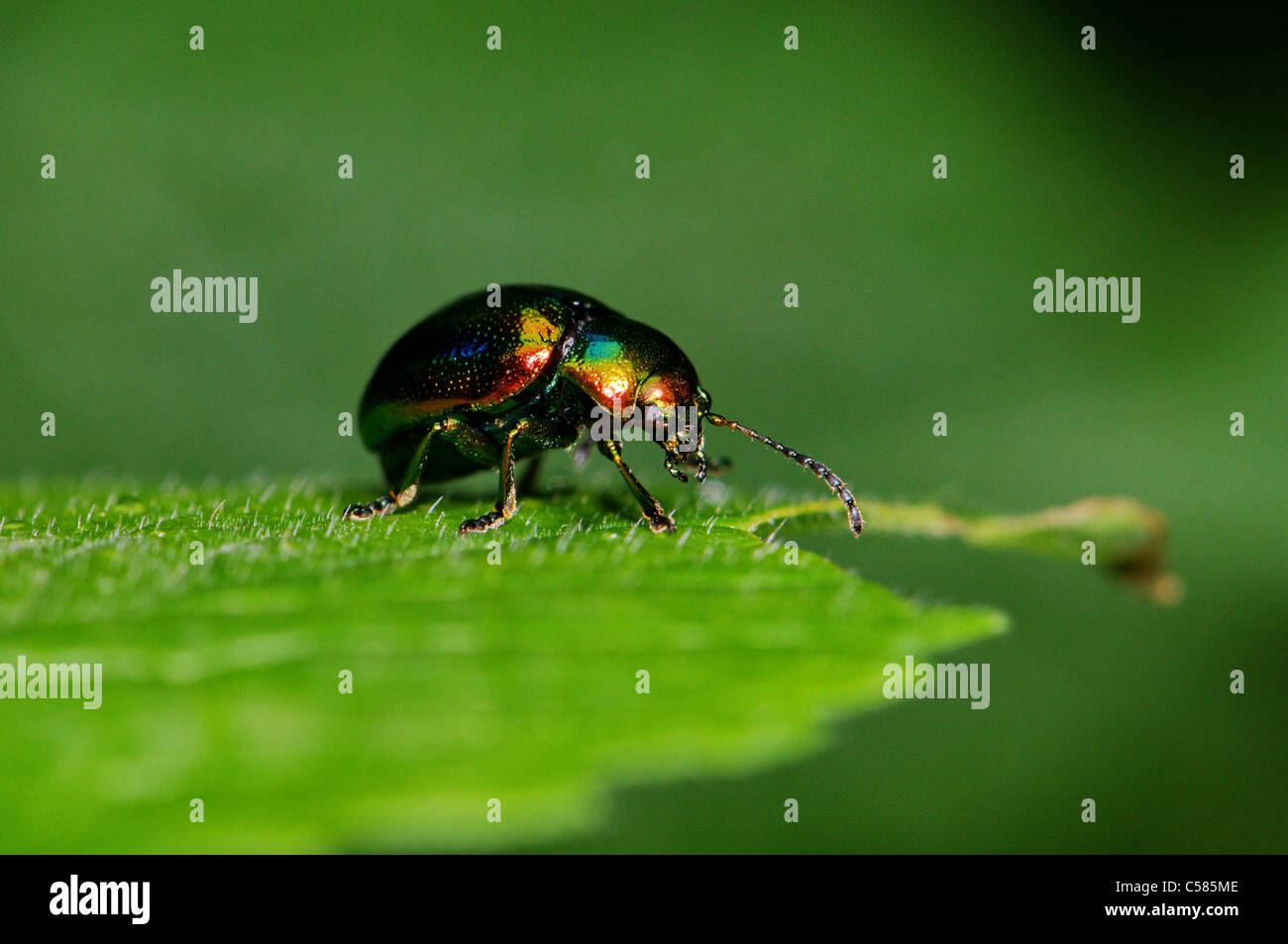 dead-nettle leaf beetle, Chrysolina fastuosa, Chrysomelidae, bug, beetle, insect, insects, red, green, blue, iridescent, gleamin Stock Photo