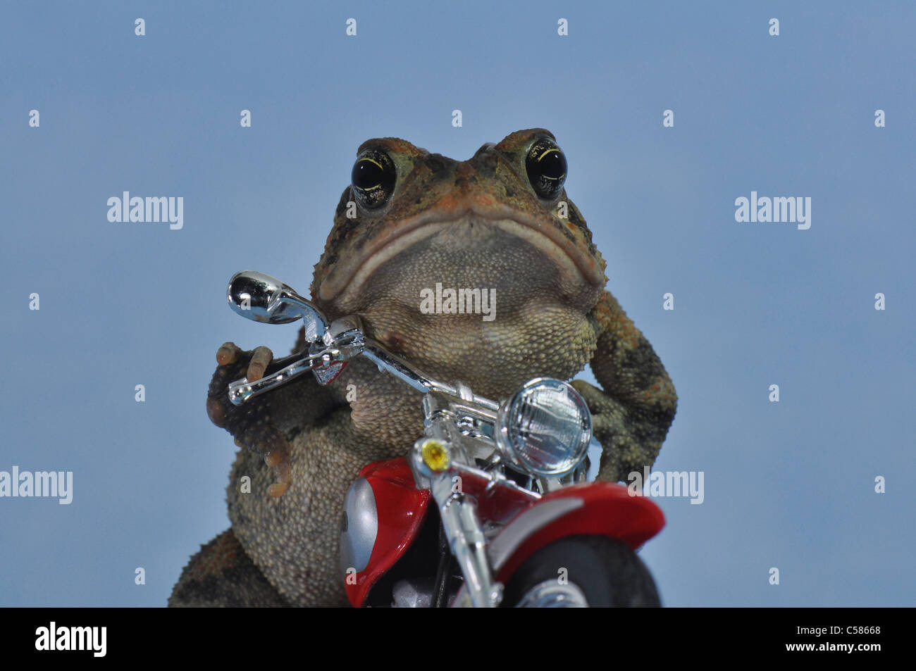 Toad on Motorcycle Stock Photo