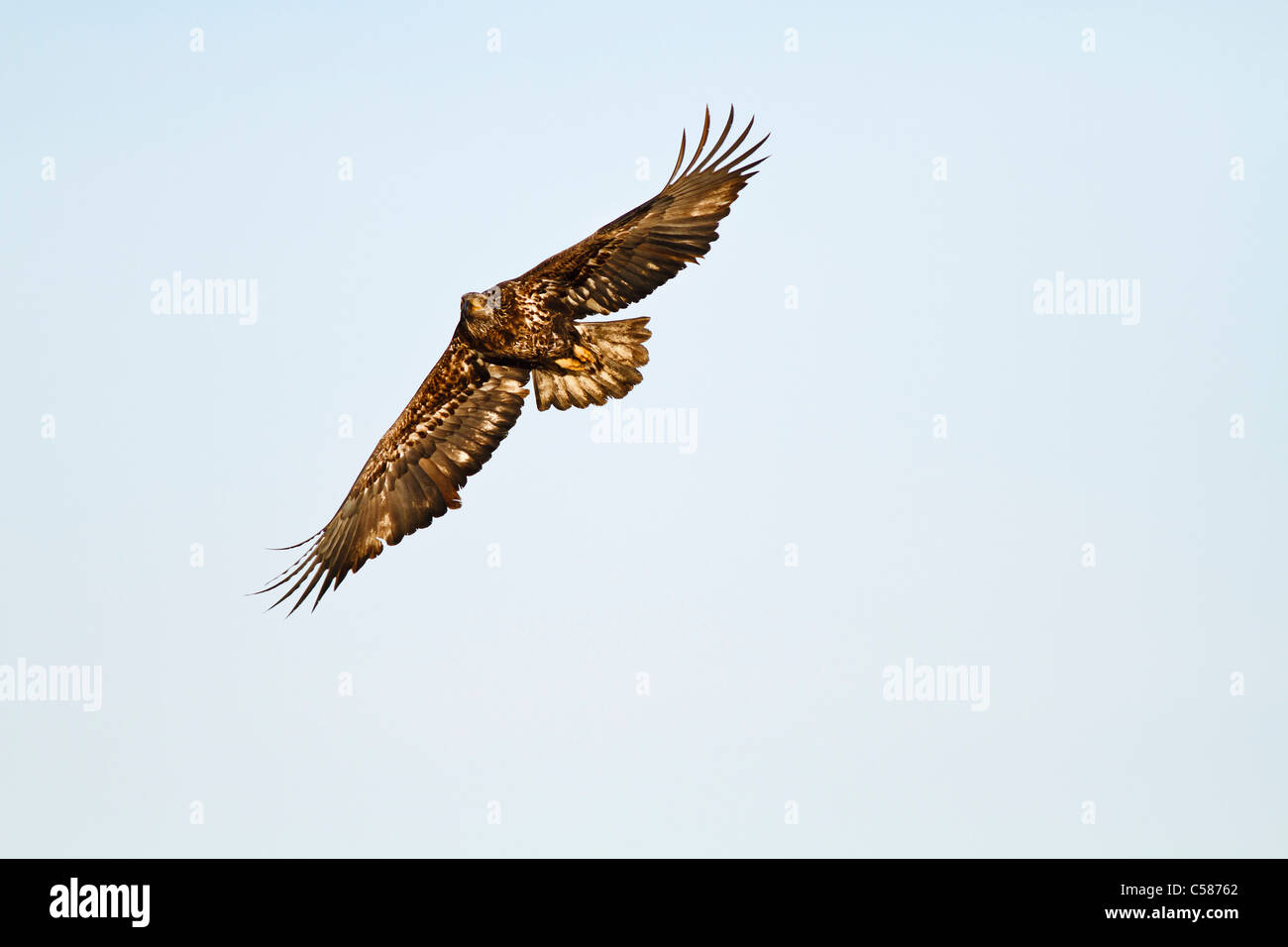 Juvenile Bald Eagle looking for food Stock Photo