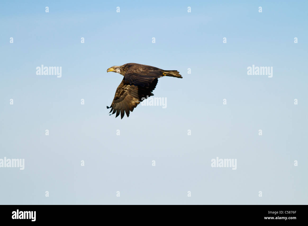 Juvenile Bald Eagle flying to a new place Stock Photo