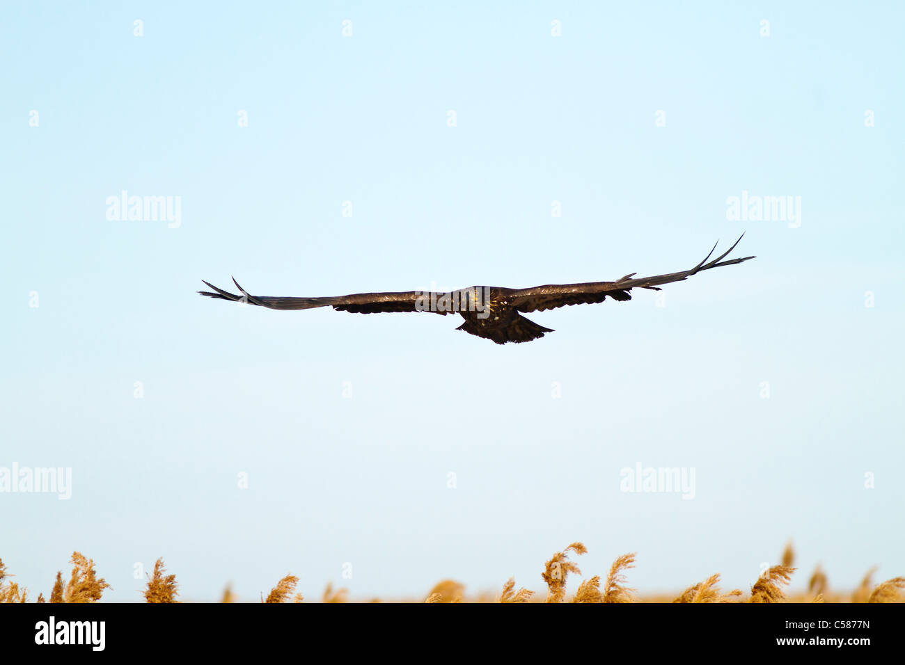 Juvenile Bald eagle flying at Farmington Bay Utah Stock Photo