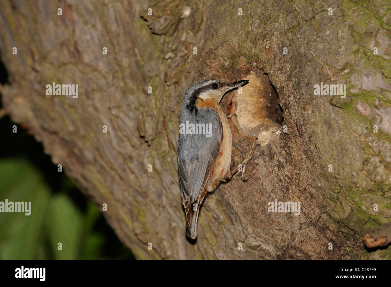 Nuthatch, Sitta europea, bird, brood cave, castle park Halbthurn, Austria, bird Stock Photo