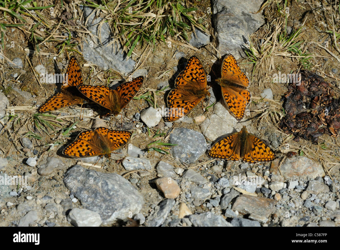 Queen of Spain Fritillary, Issoria lathonia, insects, near Andeer, Graubunden, Grisons, Switzerland, Europe, butterfly Stock Photo