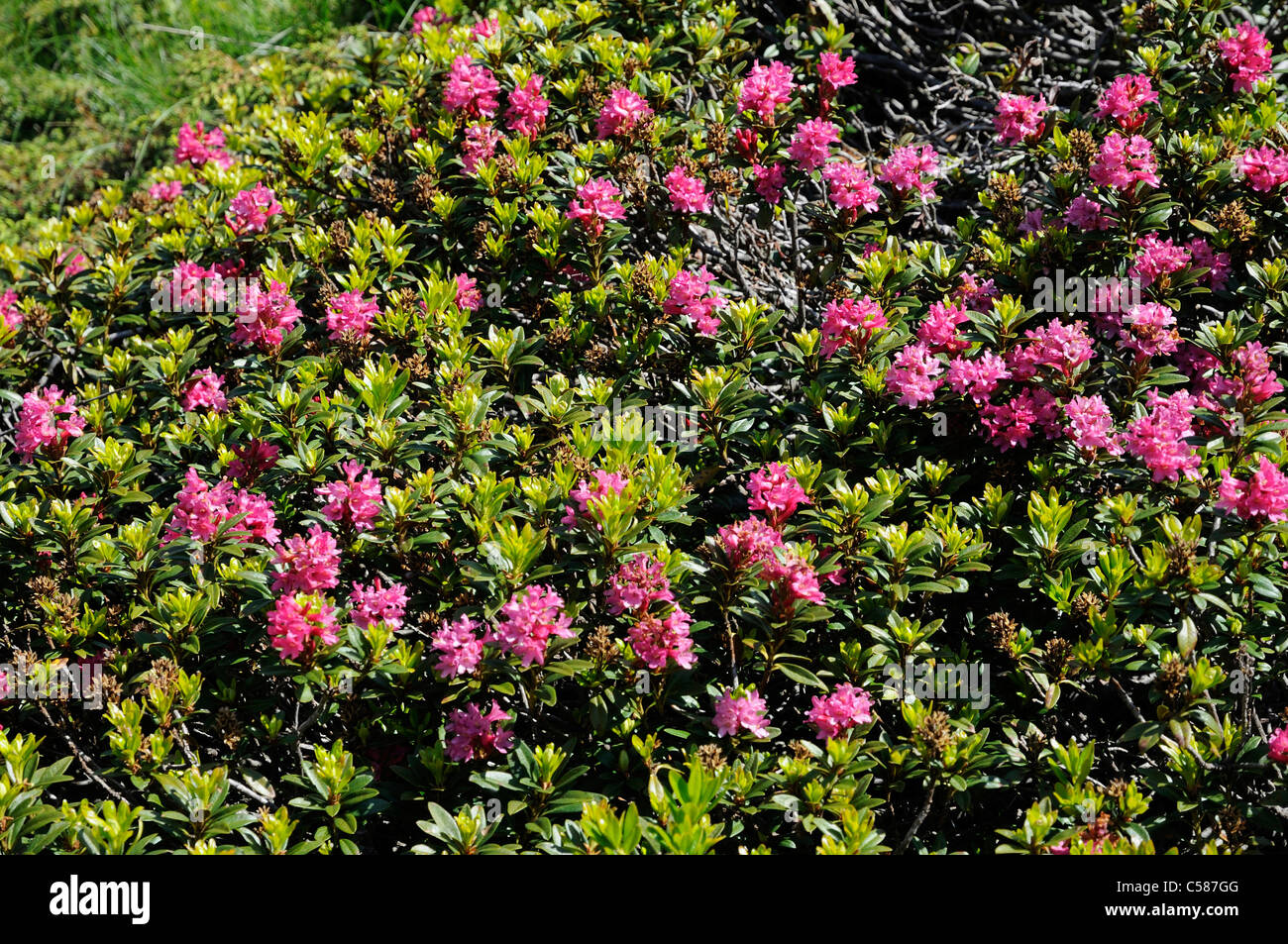 Hairy Alpine Rose High Resolution Stock Photography and Images - Alamy