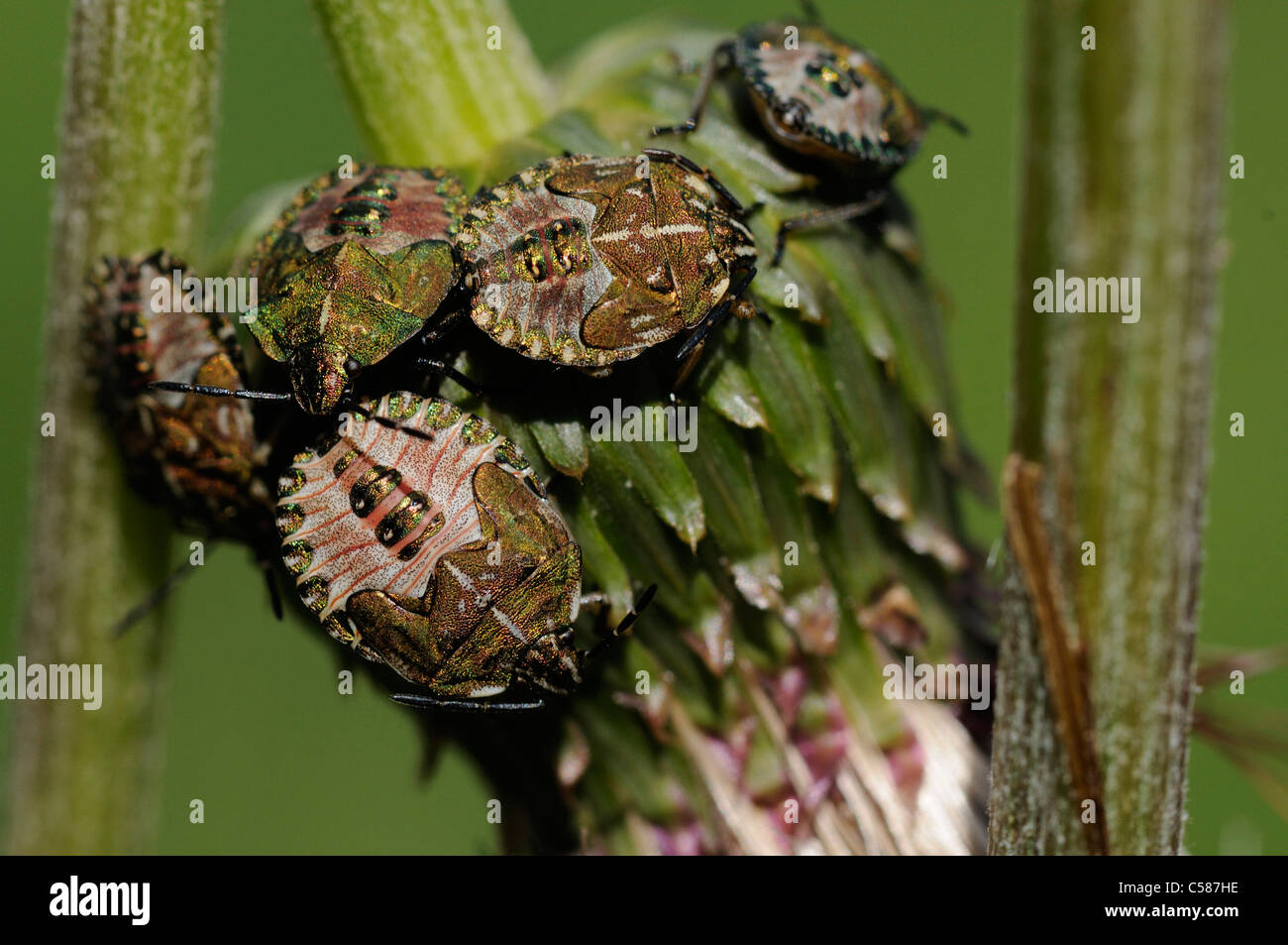 Tree bugs, larvae, Fam. Pentatomidae, bug, thistle, Graubunden, Grisons, Switzerland, Europe, Stock Photo