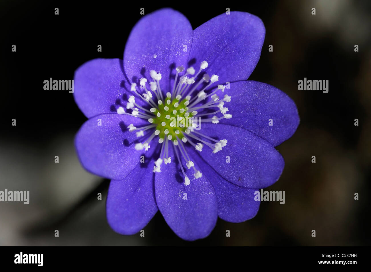 Liverworts, Hepatites nobilis, Ranunculaceae, blossom, flourish, detail, flower, violet Stock Photo