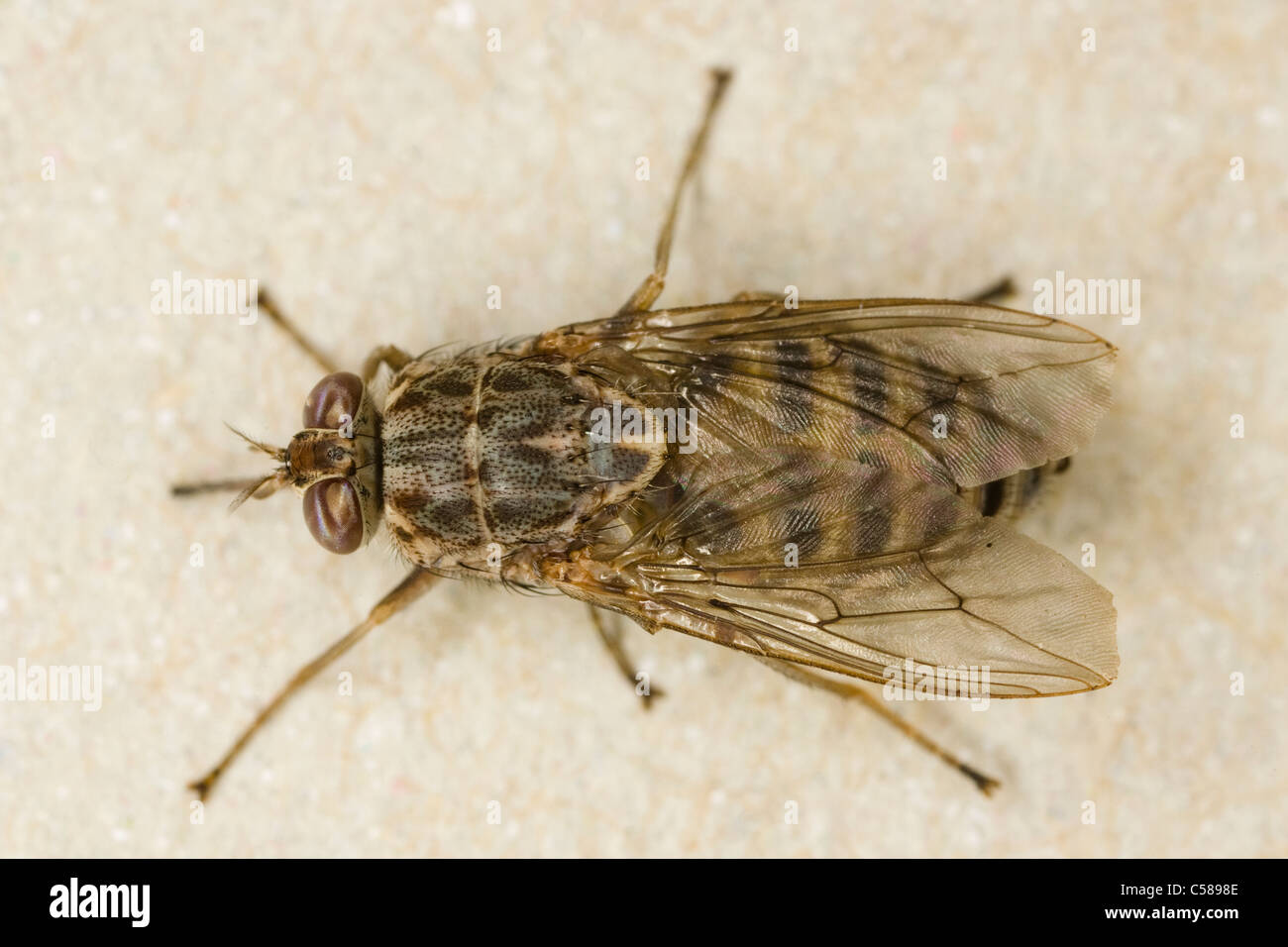 Dorsal view of a female Savannah Tsetse Fly (Glossina morsitans morsitans  Stock Photo - Alamy