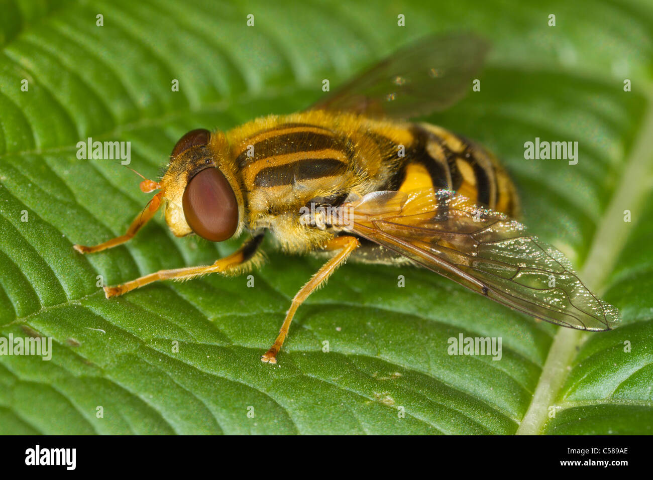 Helophilus pendulus hoverfly resting on a leaf Stock Photo