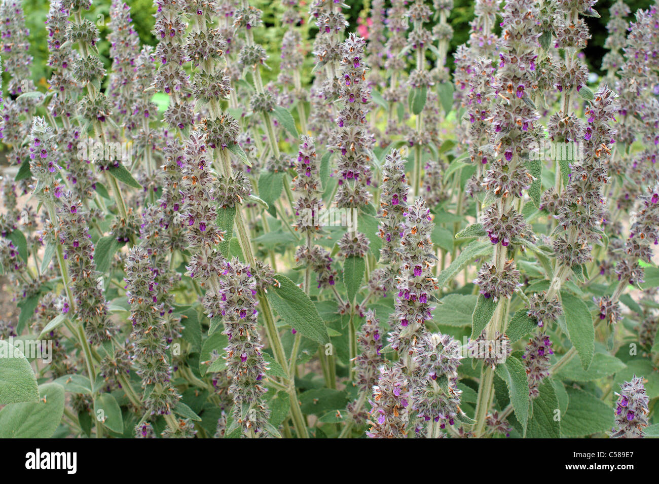 Downy woundwort  flowers Stachys germanica Stock Photo