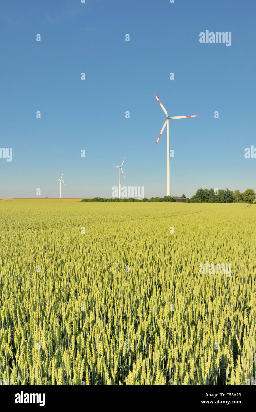 Wheat, Triticum aestivum, wheat field, Swabian Alb, Baden-Wurttemberg, Germany, field, energy, wind turbine, wind energy, Stock Photo