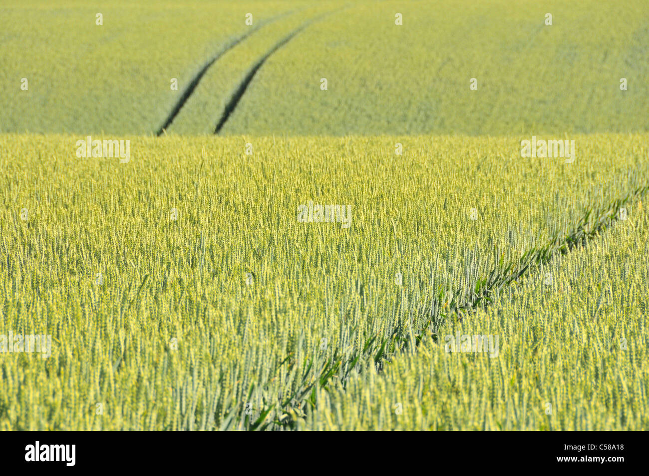 Wheat, Triticum aestivum, wheat field, Swabian Alb, Baden-Wurttemberg, Germany, field Stock Photo