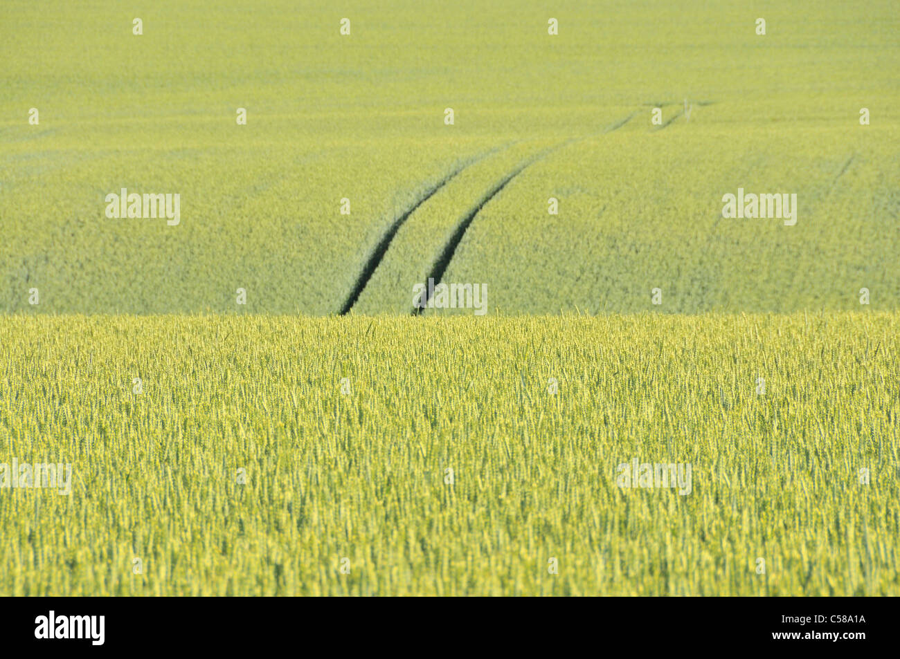 Wheat, Triticum aestivum, wheat field, Swabian Alb, Baden-Wurttemberg, Germany, field Stock Photo
