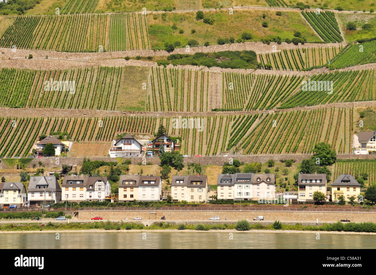Lorchhausen, the Rhinegau, wine-growing, vineyards, the Rhine, Hessen, Germany, Europe Stock Photo