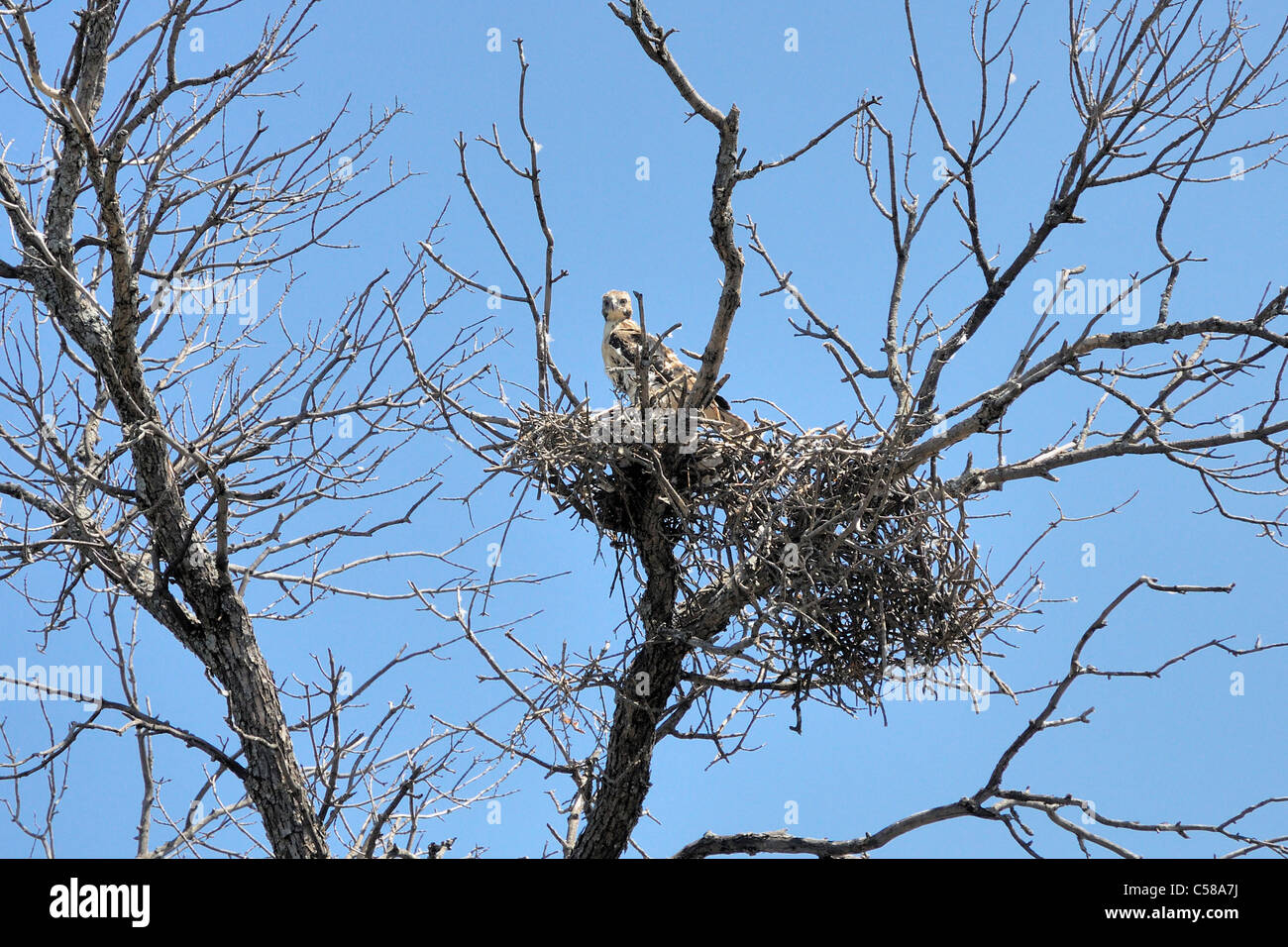 Red tailed hawk nest hires stock photography and images Alamy