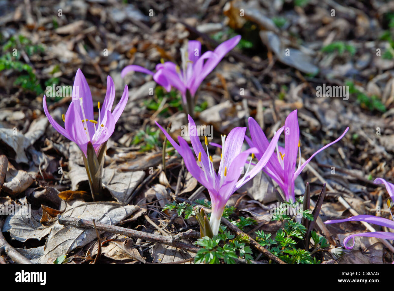 Alpine flower, mountain flower, flower, blossom, flourish, Eischoll, Europe, flora, spring, light flower, Bulbocodium vernum, pl Stock Photo