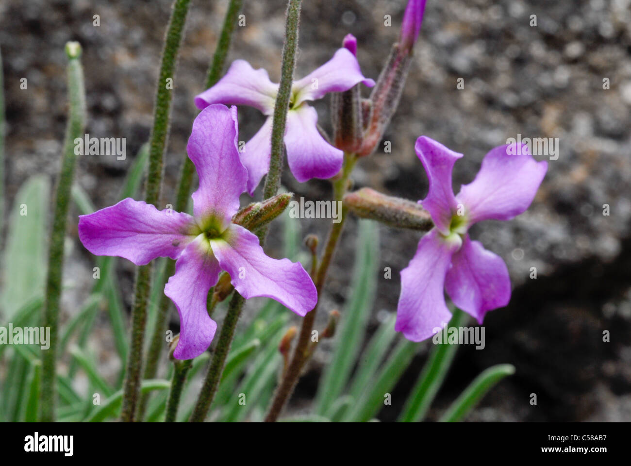 Alps, Alpine flower, mountain flower, valley of Binn, flower, blossom, flourish, Europe, flora, Goms, plant, horizontal, Switzer Stock Photo