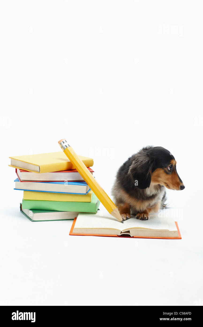 dachshund studying Stock Photo