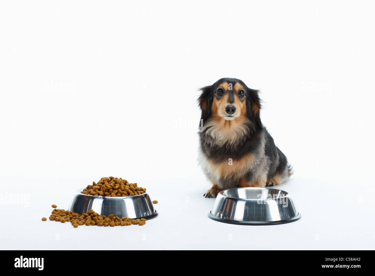 dachshund and meals Stock Photo