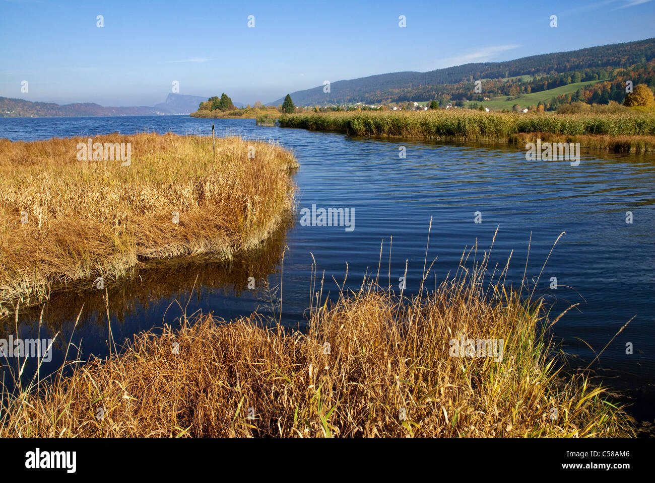 Europe, humid area, flora, autumn, autumn colours, Lac de Joux