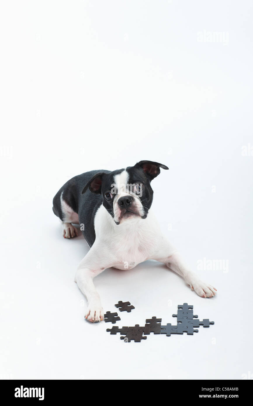 https://c8.alamy.com/comp/C58AMB/boston-terrier-and-puzzles-C58AMB.jpg