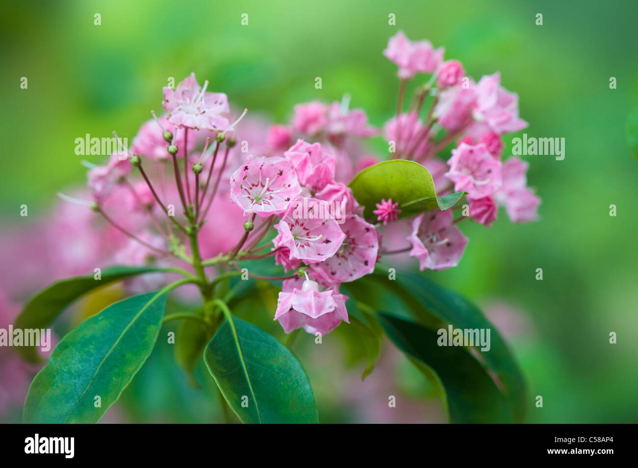 Kalmia latifolia, commonly called Mountain-laurel or Spoonwood shown here in flower. Stock Photo