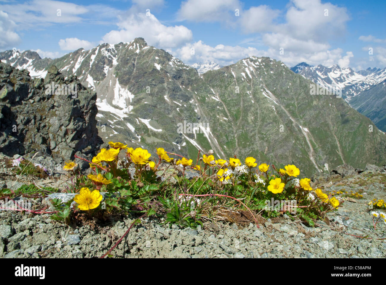 3000, Alpine flower, mountain flower, mountains, mountain spring, flower, blossom, flourish, Grison Alps, Engadin, Europe, flora Stock Photo
