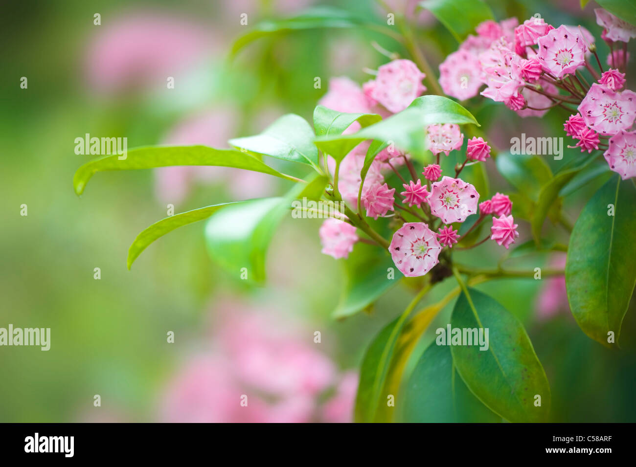 Kalmia latifolia, commonly called Mountain-laurel or Spoonwood shown here in flower. Stock Photo