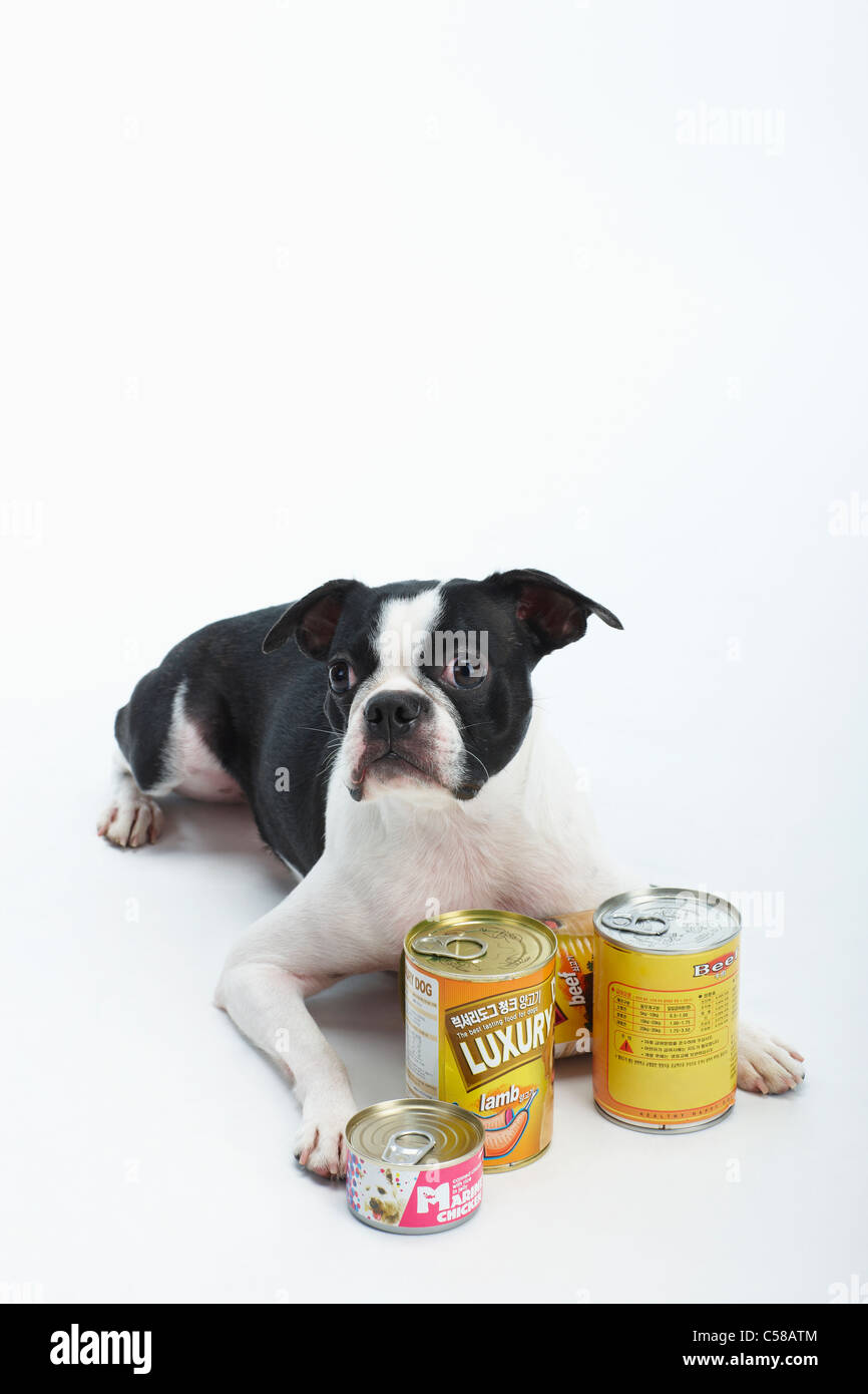 Is Canned Food Bad For Your Dog