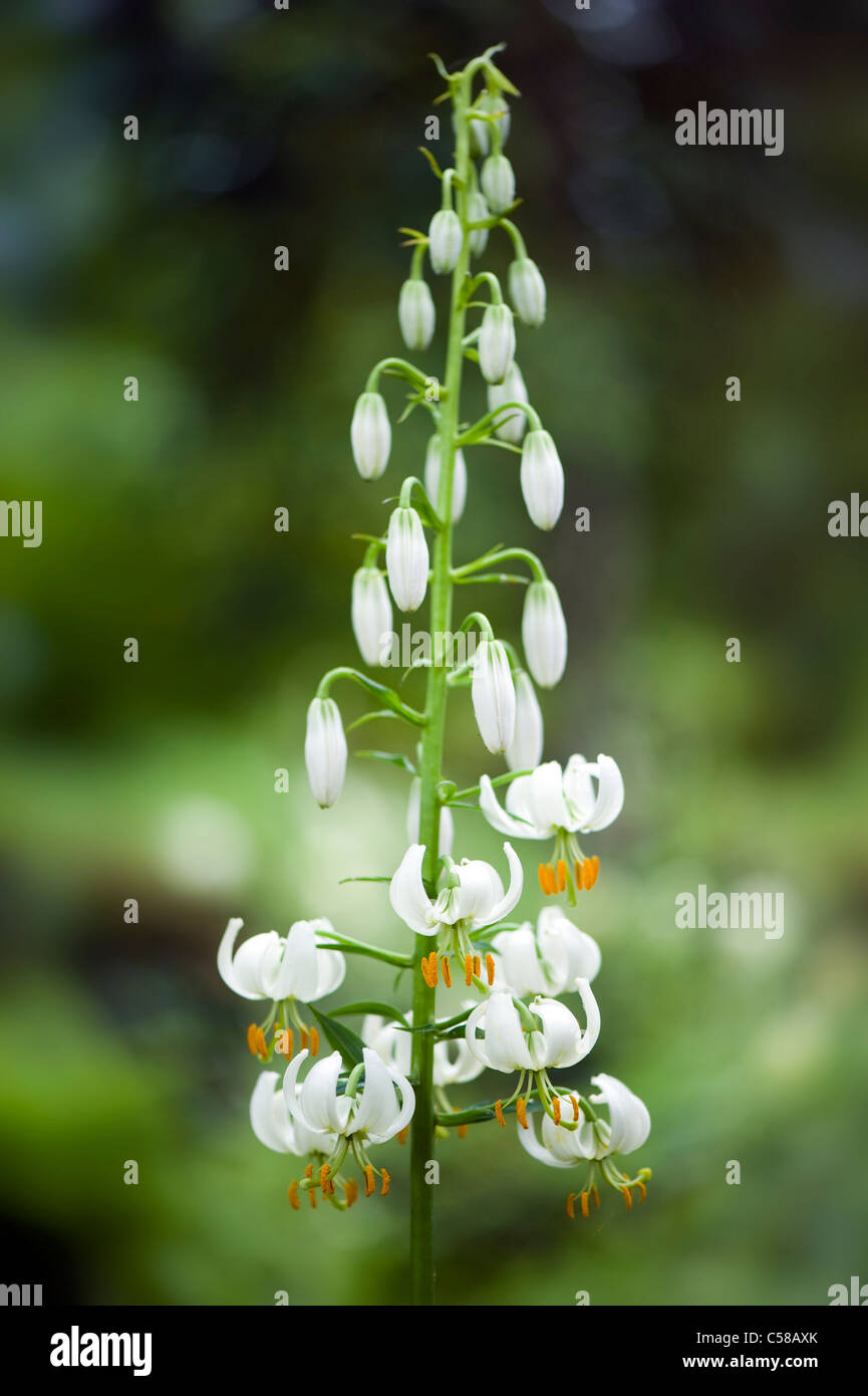 Common Turkscap - Lily Lilium Martagon Var Album Stock Photo